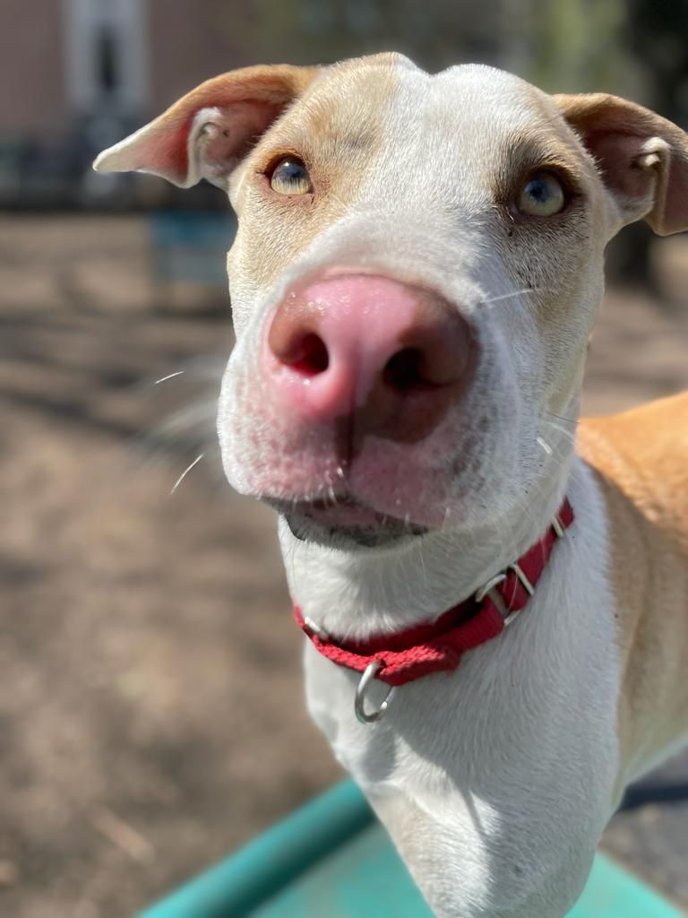 TheSatoProject's tweet photo. Noel is waiting for her forever home! This angel is still ADOPTABLE! She would do best in a quiet home with a confident dog. Think you are the family for Noel? Fill out an adoption application (link in bio) 
#AdoptDontShop #satostrong https://t.co/v6wD8GPt3a