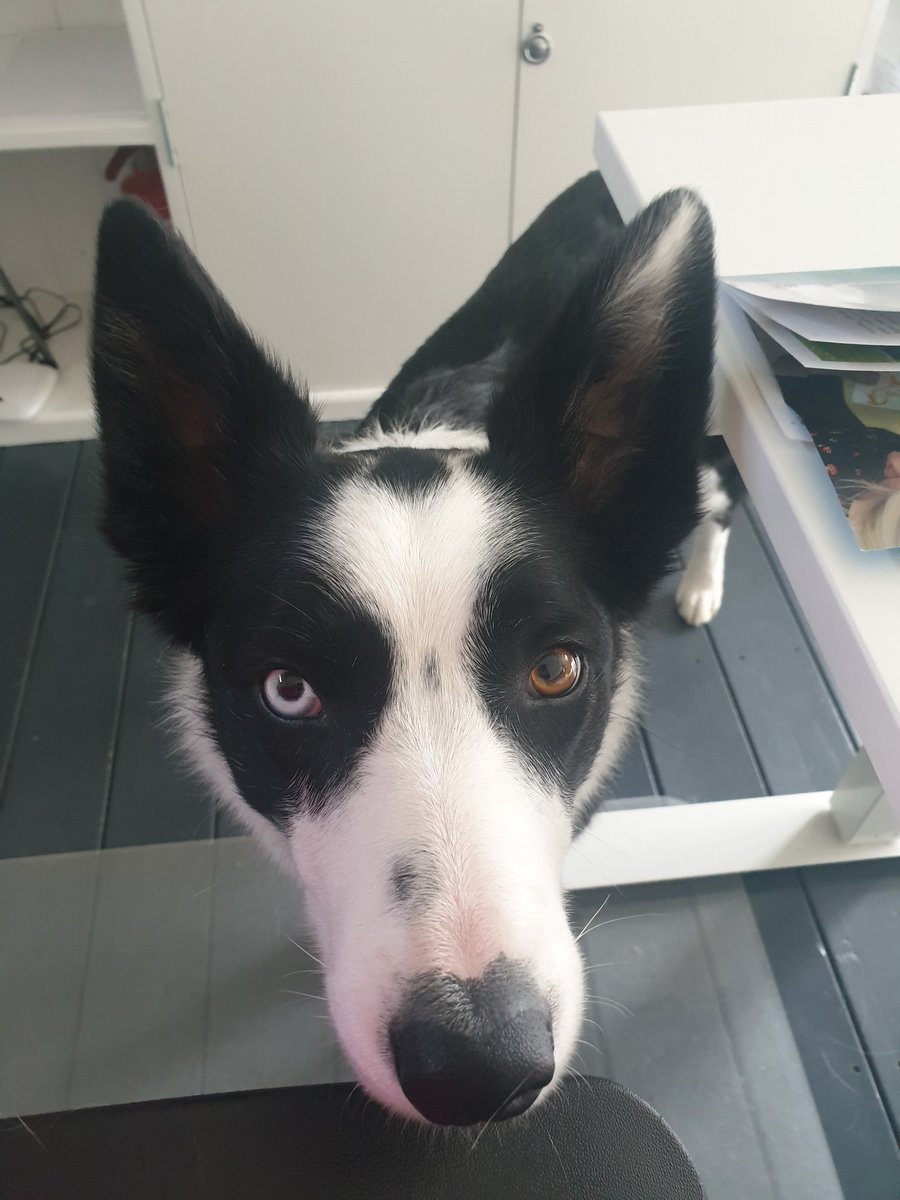 Our new rescue dog has attached to my husband, I'm just the third person in this relationship. When he goes out, she stares at me until I make him return. I'm not preferred, but she has given me immense power.