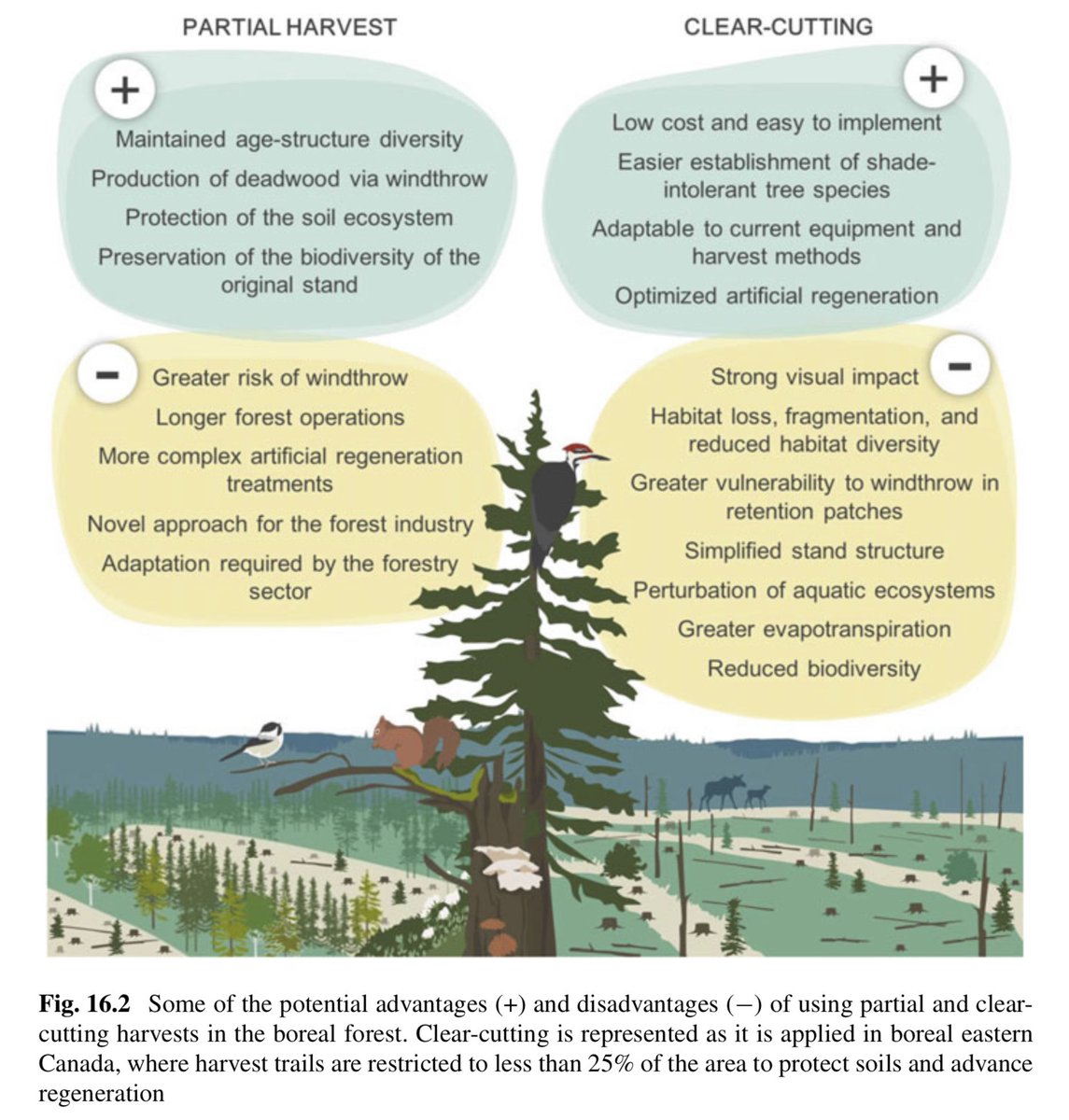Groupe de recherche de la MRC d'Abitibi - GREMA (@gremauqat) on Twitter photo In Canada, #ClearCuts are the main silvicultural treatment. 🪓
Chap. 16 presents two large-scale studies assessing the effects of #PartialCuts: promoting tree growth, regeneration and biodiversity !
Read here: link.springer.com/chapter/10.100…
✏️ <a href="/Boreal_Spanish/">Miguel M. Girona</a> & Jean-Martin Lussier In Canada, #ClearCuts are the main silvicultural treatment. 🪓
Chap. 16 presents two large-scale studies assessing the effects of #PartialCuts: promoting tree growth, regeneration and biodiversity !
Read here: link.springer.com/chapter/10.100…
✏️ <a href="/Boreal_Spanish/">Miguel M. Girona</a> & Jean-Martin Lussier
