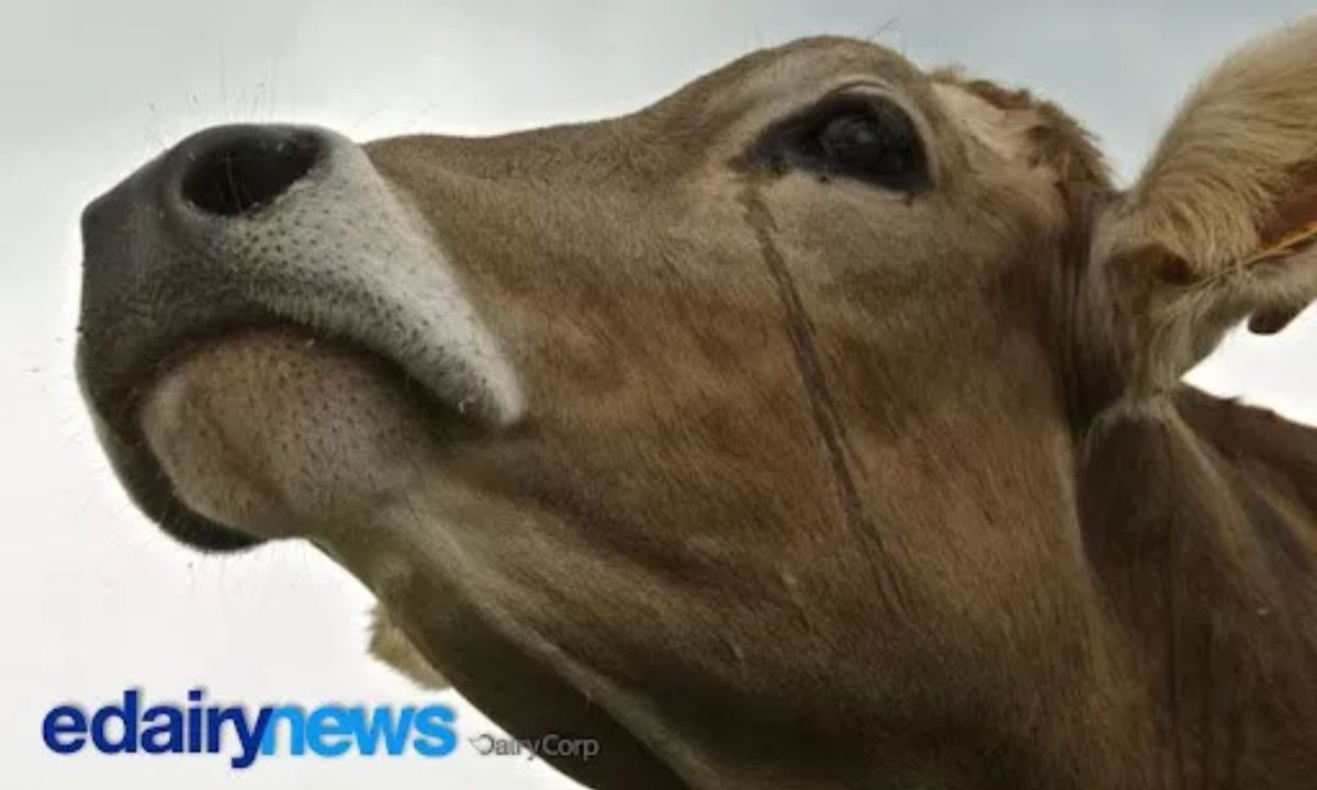 eDairyNews's tweet photo. ⚠️ In #Australia, one dairy #farmer commits suicide every 10 days:

Weather or natural disasters (47%), financial stress (36%), #inflation and cost pressures (35%), are among the causes...

🔗 Read the full article by @apasionagro on EDN: https://t.co/1ZJQMBVwX0 https://t.co/WYv3IkNOC6