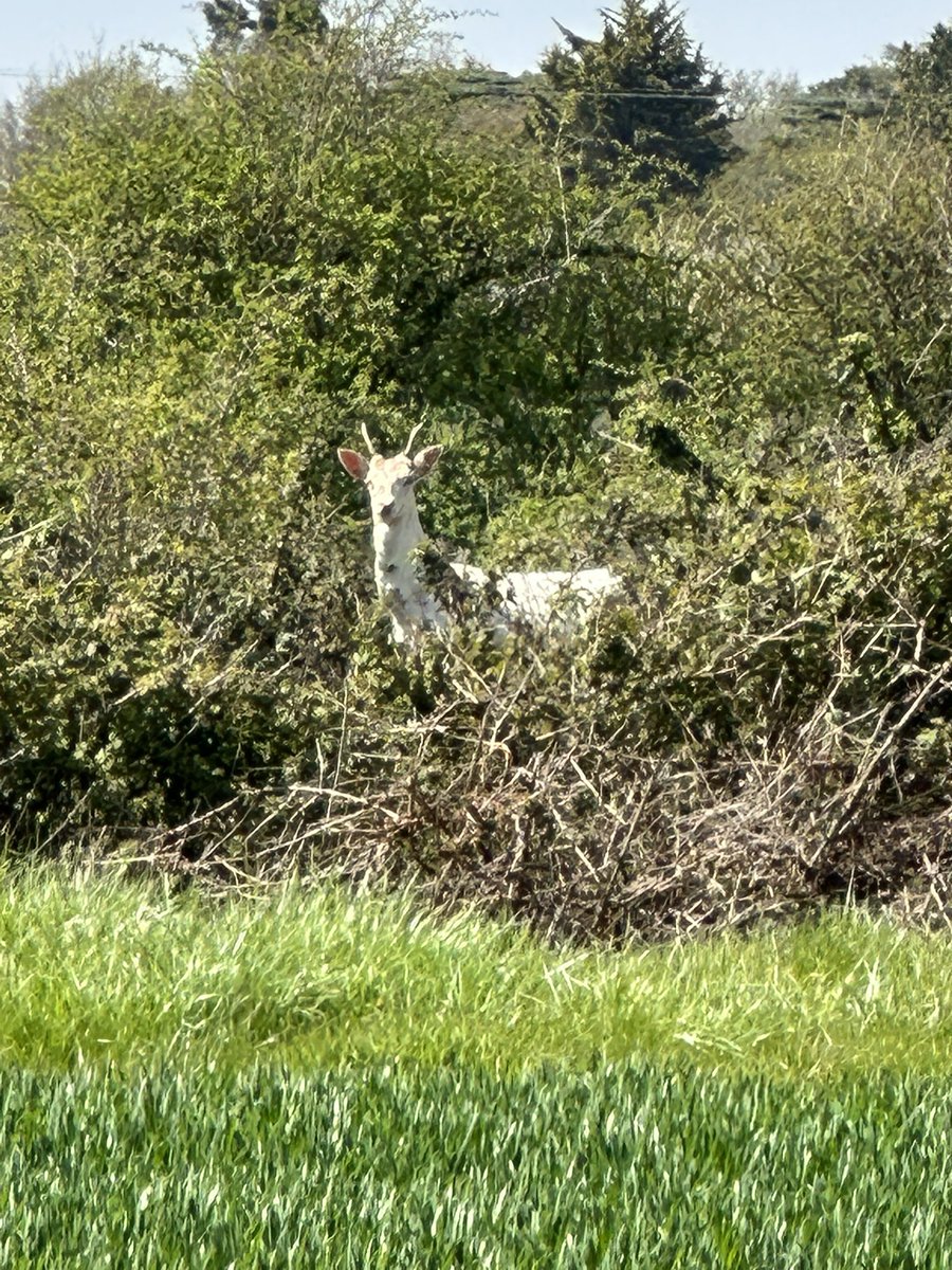 OpenSpaces_UK's tweet photo. We are lucky enough that our office is so close to a native broadleaf woodland! Plenty of nature spotted on an afternoon walk including this White Fallow.
#bluebells #fallow #deer #whitedeer #ecology #birdsong #tweet #biodiversity https://t.co/UBBhMNqVfY