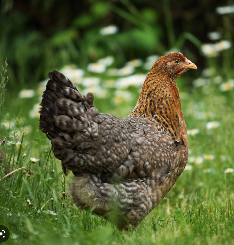 Dr. Bess Koffman tweet media