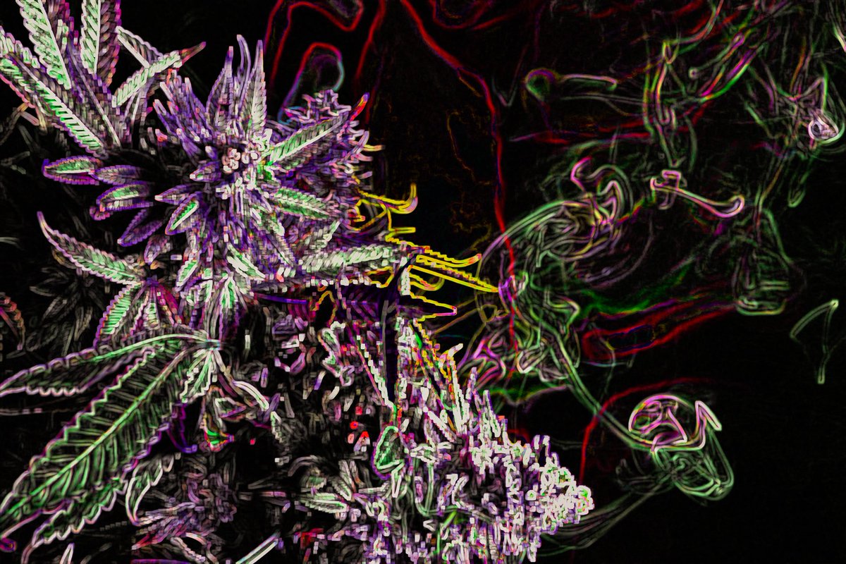 Fatal Frames 🅁🅅🄽 NFT Photos tweet media