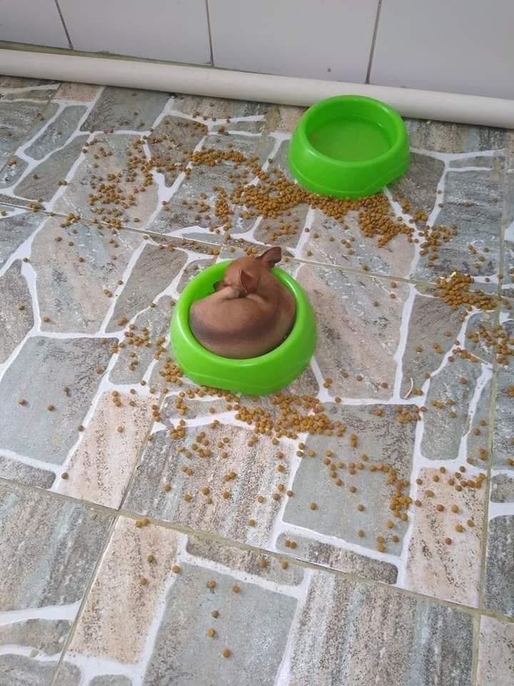 animalitostw_'s tweet photo. yo duermo donde quiero https://t.co/xUKOwFf0Bv