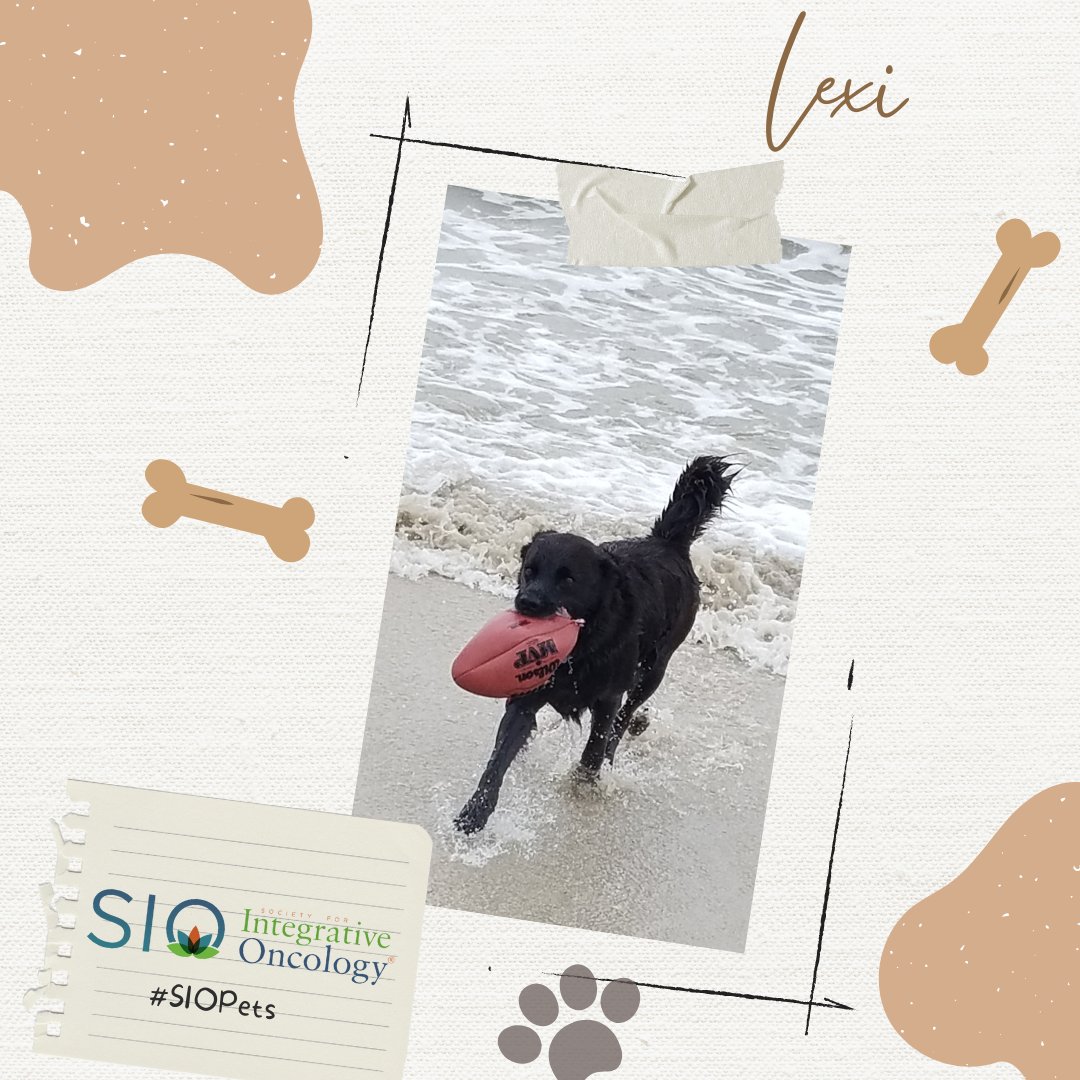 Integrativeonc's tweet photo. Lexi enjoys a day at the beach just like anyone would! And who does Lexi take care of? Lexi’s human is Doreen Stein-Seroussi, MA, MPA, C-IAYT, member of the Board and the #HealthEquity Committee.
#SIOPets #integrativeoncology #integrativeonc https://t.co/3zE18OknNH