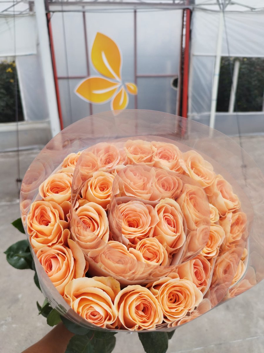 LatinSelections's tweet photo. Peach Wave..Incredibly beautiful
#colourfulfuture #unitedselectionsbreeding #roses #rosebreeding https://t.co/hBj7MQu7H8