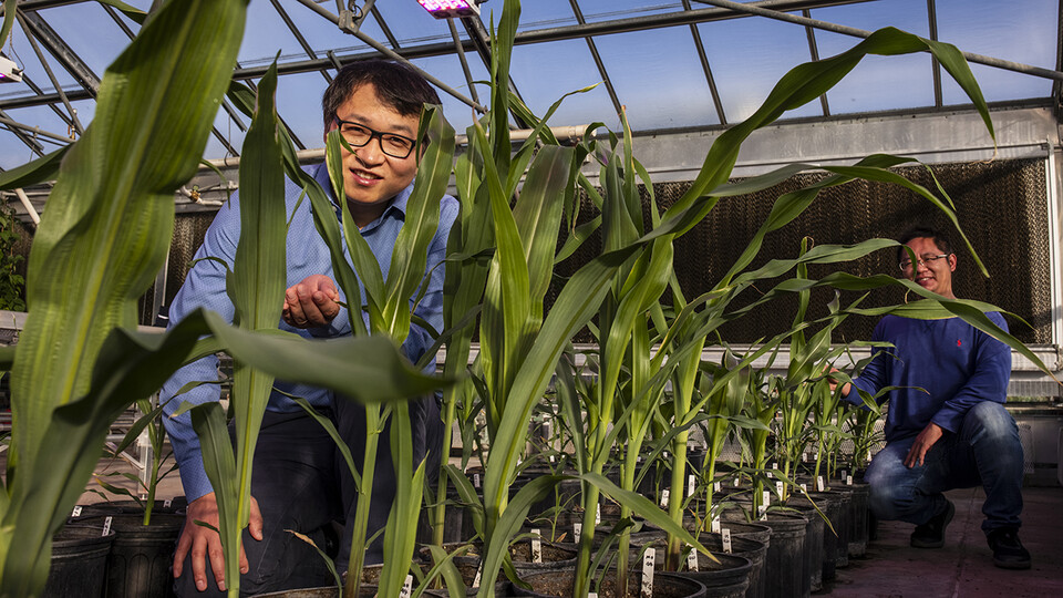 James Schnable (@szintri) on Twitter photo Way to go, Jinliang! His promotion to associate professor (with tenure) just announced. Really grateful to have you as a colleague and collaborator <a href="/JinliangYang/">Jinliang Yang</a>. Feels like your job talk was just yesterday. 🌽 news.unl.edu/newsrooms/toda… Way to go, Jinliang! His promotion to associate professor (with tenure) just announced. Really grateful to have you as a colleague and collaborator <a href="/JinliangYang/">Jinliang Yang</a>. Feels like your job talk was just yesterday. 🌽 news.unl.edu/newsrooms/toda…
