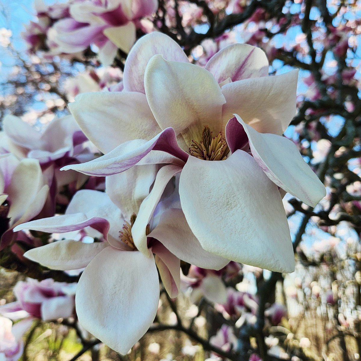 JohnJayFriends's tweet photo. Spring has sprung and beauty is bursting into bloom all around the Homestead. https://t.co/ETMTpOcXQg
