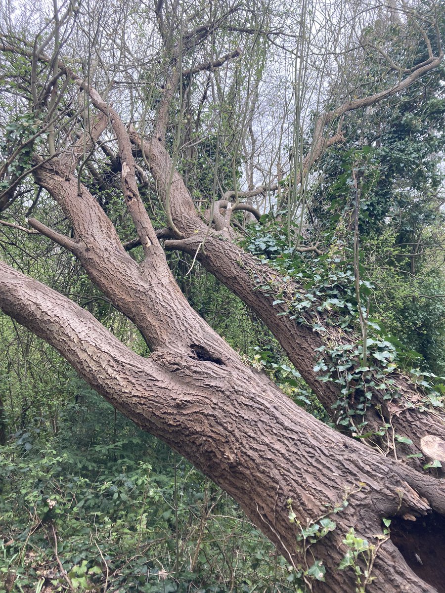 Such a lovely Sunday exploring Bristol Downs! <a href="/aliciahaydenart/">Alicia Hayden</a>