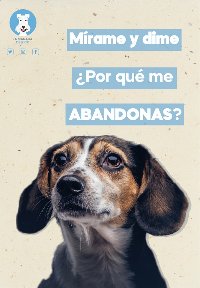 "El abandono animal es un acto cruel que no puede ser tolerado en nuestra sociedad. Recordemos que los animales merecen respeto y cuidado, adoptar una mascota es un compromiso serio. Juntos, podemos hacer la diferencia y crear conciencia sobre la importancia de la adopción.