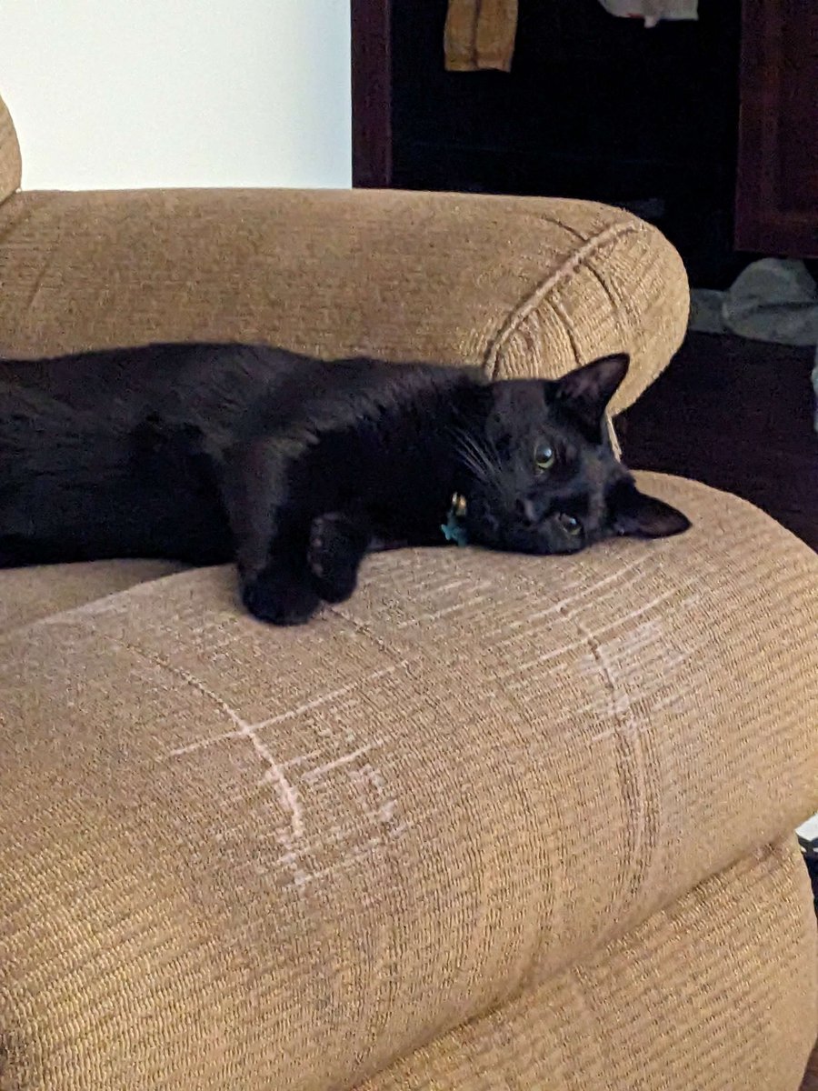 StrikthruDaydrm's tweet photo. My friends have a cat who is very accurate in demonstrating my current #mood. Her name is Paniki, and she is an adorable terror. #justlikeus #CatsOnTwitter #notmycat #strikethroughdaydream #mentalhealth #roughday #roughtime #cuteanimals https://t.co/OH6SWR1gVf