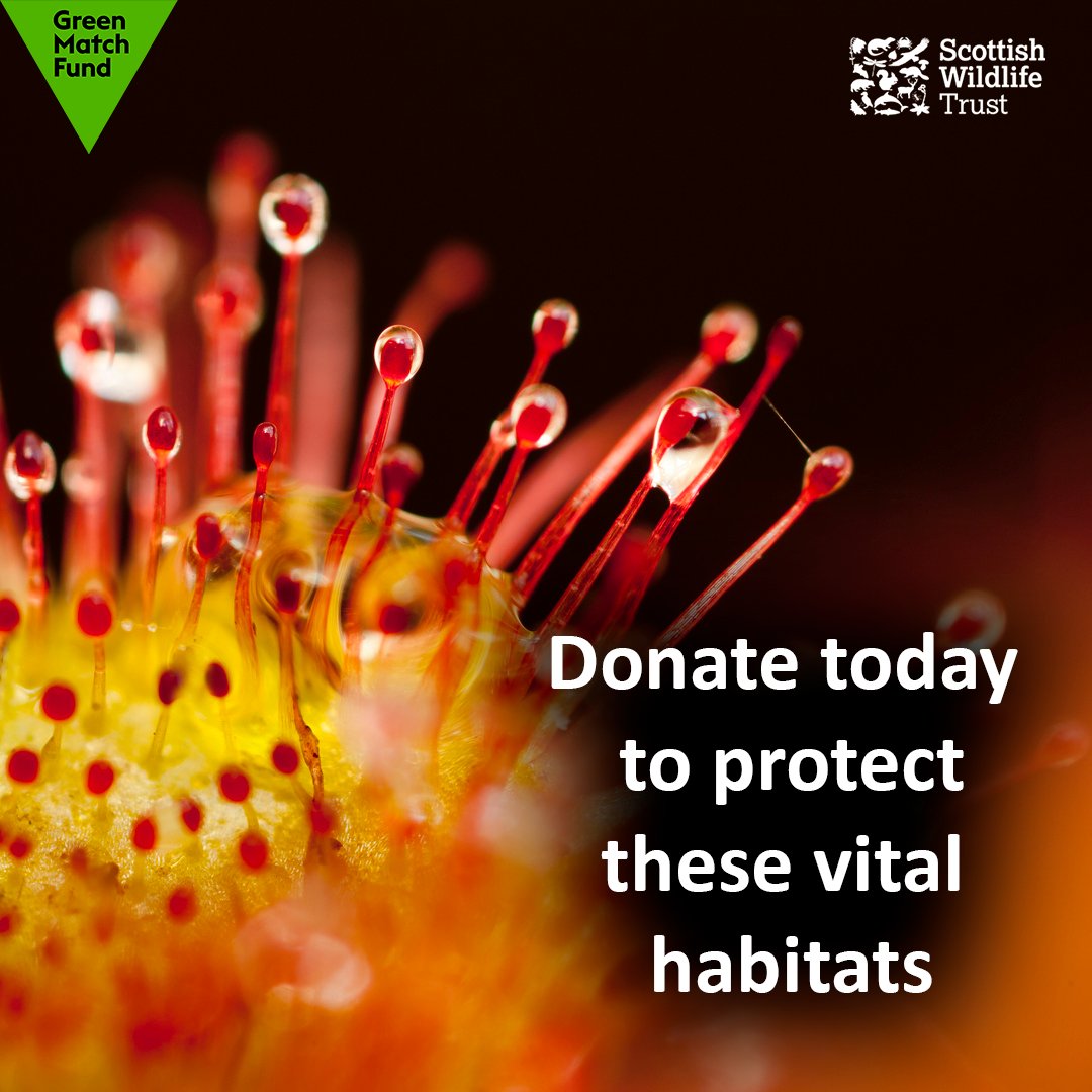 We need your help to protect Scotland’s peatlands! 

Double your donation for these vital habitats today with @BigGive's #GreenMatchFund.

Donate here: bit.ly/41v9MNO

📸(in order): Stefan Johansson, Mark Hamblin/2020VISION, Danny Green/2020VISION, Ben Hall/2020VISION