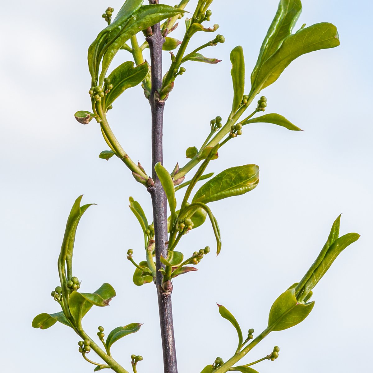 NatureSaxilby's tweet photo. pindle has also risen out of its deer-proof vest and sprouted flower buds

Hardwick Scrub is slowly morphing into scrubland.

#spindle #hardwickscrub #saxilby #sykeslane #communitynaturesite #saxilbynatureproject #saxilbynatureproject.wordpress.com #treeguard #flowerbuds https://t.co/Mkhi0fTCVG