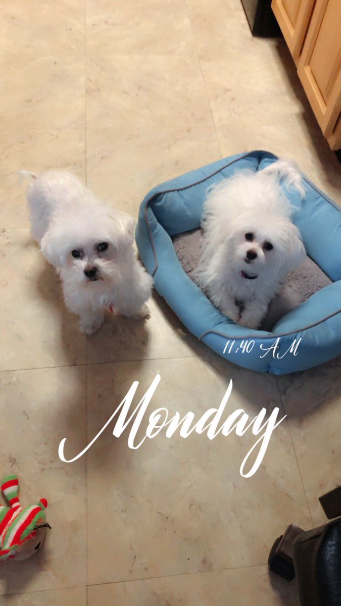 Jaxcarly0612's tweet photo. Good morning ☁️ and Happy Monday!❤️ We had breakfast 🥞 and played 🧸… Hope everyone has a great day and good start of the week!🌸 #Carly🤍 #Hayden🤍 #HappyRainyMonday 🌧️ #ThingOneAndThingTwo😂❤️🥰🐾🐶 https://t.co/0Sx8qe1ZLC