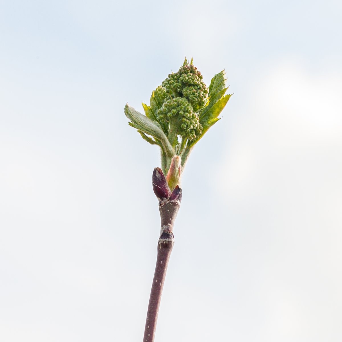 NatureSaxilby's tweet photo. Wayfaring tree and rowan above their tree guards at last on Hardwick Scrub community nature site. 

Planted in January 2020 as bare-rooted whips on heavy clay soil, they have survived floods, droughts, voles and deer.

These are their first flowers.
#wayfaringtree #rowan https://t.co/fXeN0Vs4xs