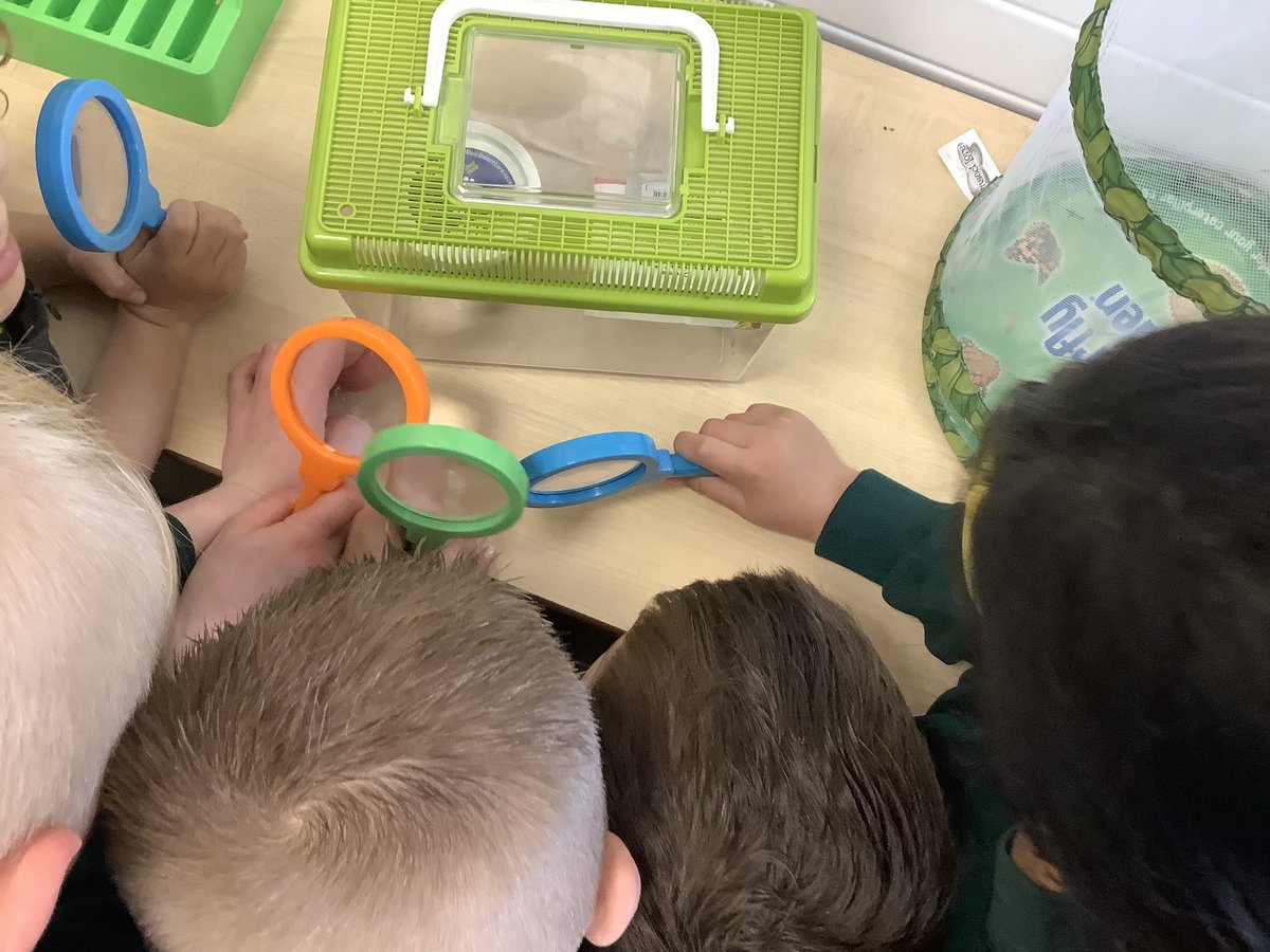 North Town Pippins tweet media