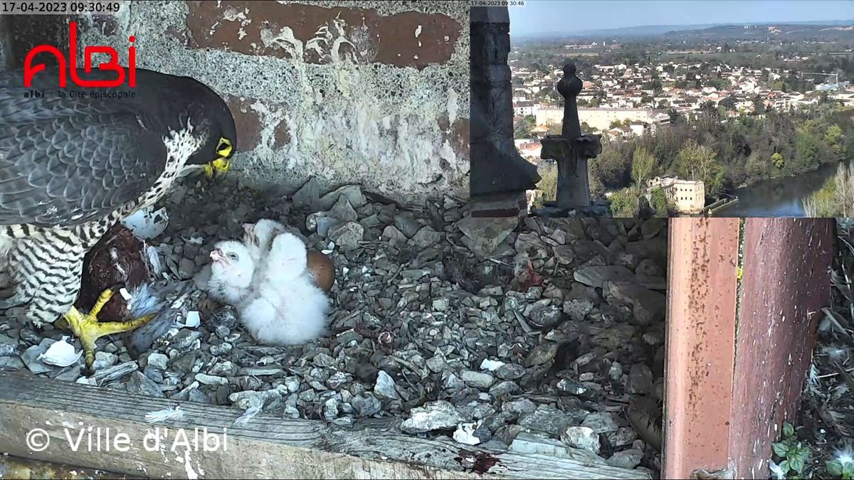 🐣Trois fauconneaux ont éclos le week-end dernier, dans le nichoir situé sur le clocher de la Cathédrale Sainte-Cécile, à #Albi !
+ d'infos : mairie-albi.fr/fr/biodiversit…