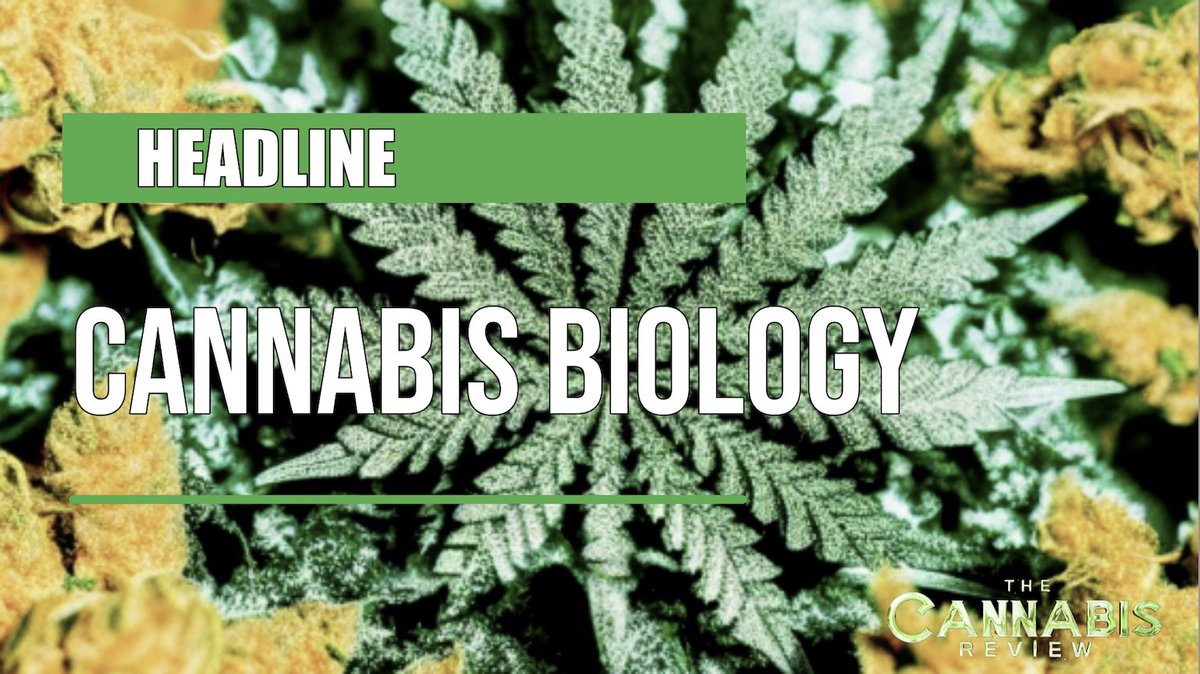 CANNABIS BIOLOGY | Anna Schwabe Ph.D (VP of Research &amp; Development, 420 Organics)

Topics:  
1. Cannabis Biology 
2. Genetic &amp; Phynotypic Variations

Links Below.