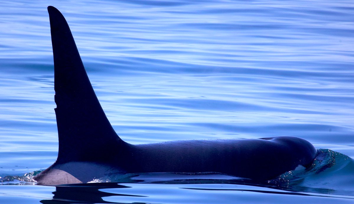 Pacific Whale Watch Association 🐳 on Twitter "Adult male Bigg's killer