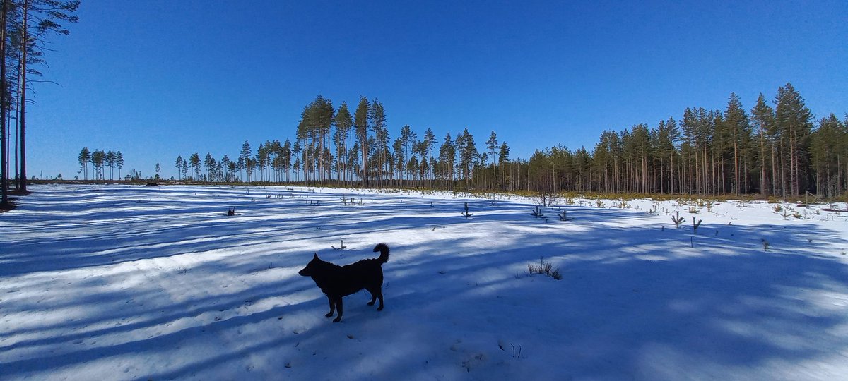 mauri_toivola's tweet photo. Maanantain #lähiretkeily #Vatula #Ikaalinen #luonto on lähellä. #butterfly #suruvaippa #perhoset #joutsenet ja seurana #lapinporokoira Pikkuviekka https://t.co/c8JBGEz6L9