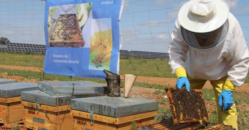 Endesa's tweet photo. Carmona (Sevilla) es un gran restaurante para las abejas del apiario #solar en nuestras plantas solares de los Naranjos y Las Corchas.

Además de crear #mielsolar, la acción contribuye al desarrollo #sostenible de la comunidad local y crea valor compartido.🤝

Vía @abcdesevilla👇