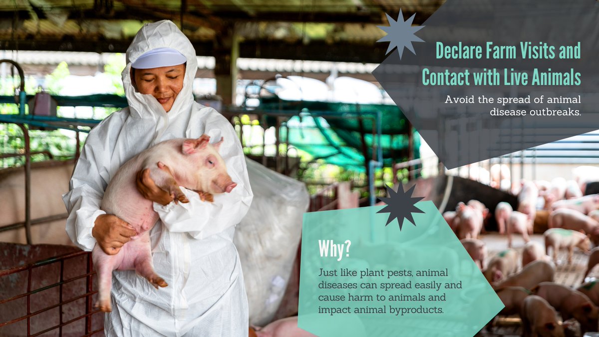 Don't Pack a Pest tweet media