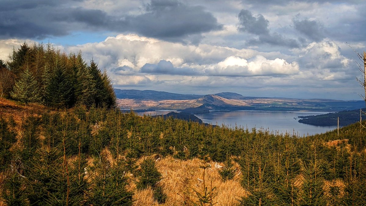 Grateful for new views opening up on top of #BenBowie thanks to forestry works. Cracking vista down the Highland Boundary fault line across #LochLomond isles to #ConicHill 💚
#grateful2023 #365dayswild