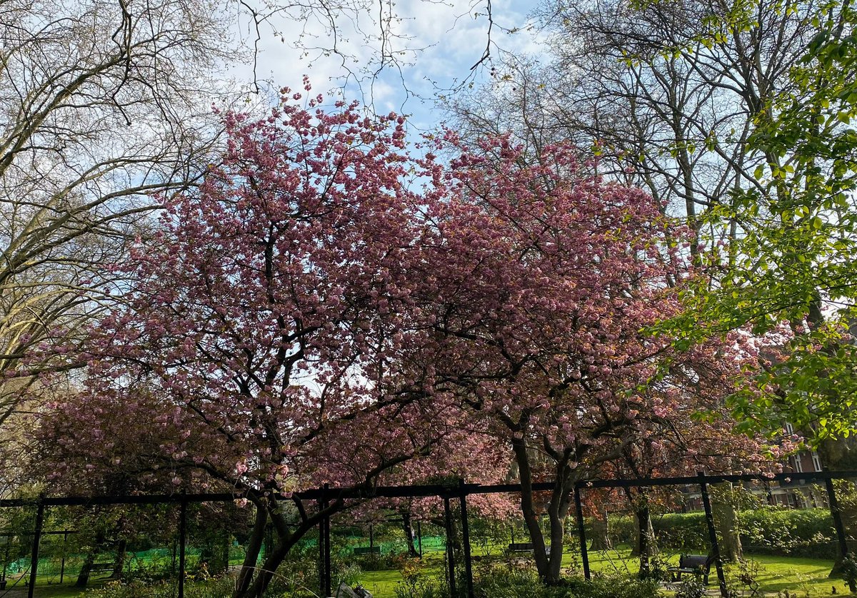 I had a lovely walk around the park this morning admiring all the gorgeous blossom.
#SensoryJoy
#AutisticJoy