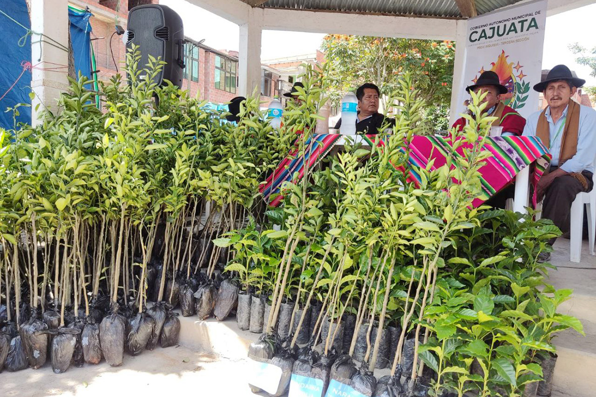 arlemlovera82's tweet photo. Gracias al trabajo de nuestro hermano presidente, Lucho Arce, se realizó la entrega de plantines en el municipio de #Cajuata, en el marco del Plan Plurinacional de Respuesta Inmediata a la Sequía.

#ArlemLovera
#EstamosSaliendoAdelante
#Yungas https://t.co/EpPSjlTDFs