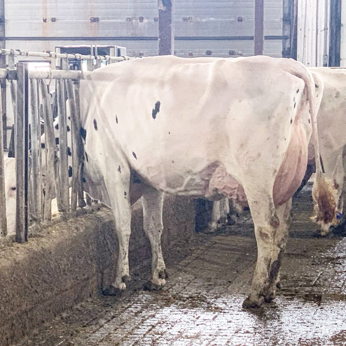 millenfarms's tweet photo. Millen Solomon Rocket now EX 91 4yr old. Solomon x Millen Lomax Rosie EX 93 4E. #Rosie #Solomon https://t.co/jyG82cTMH2