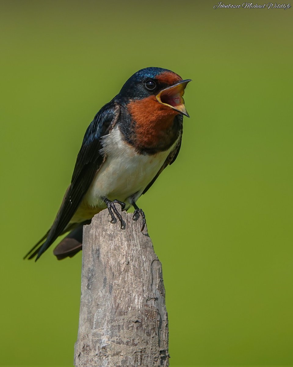 #barnswallow #kalpakkam March 2023 
#sonyrx10iv #birdwatching #birdphotography #BirdTwitter #birdoftheyear2022 #wildlife #wildlifephotography #SonyBBCEarth #sonycamera @Britnatureguide