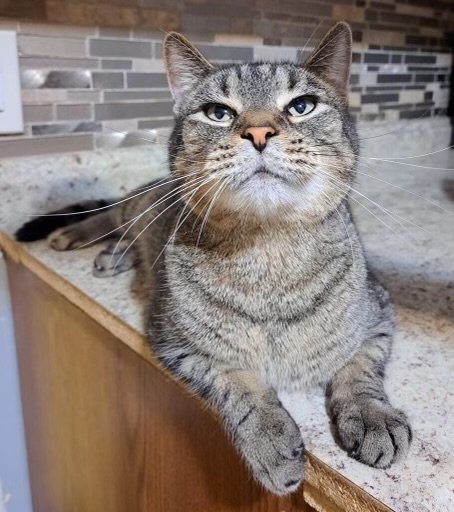 Meet Steve
Steve is a warm, handsome fellow! He loves to be pet and we think he may be getting ready to be a lap cat once he gets to know you. He is about 3 years old and friendly as can be. 

buff.ly/3huY0l7