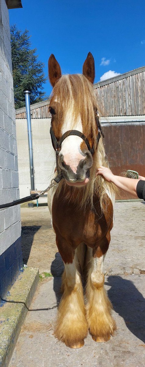 MamanReyes's tweet photo. Mon beau Emrys, iris cob qui aura 8 ans le 10 mai.

#Horses  #irishcob #gypsycob  #animaux  #picoftheday  #pictureoftheday  #photo  #photography  #animaloftheday https://t.co/kNwuqBK1si