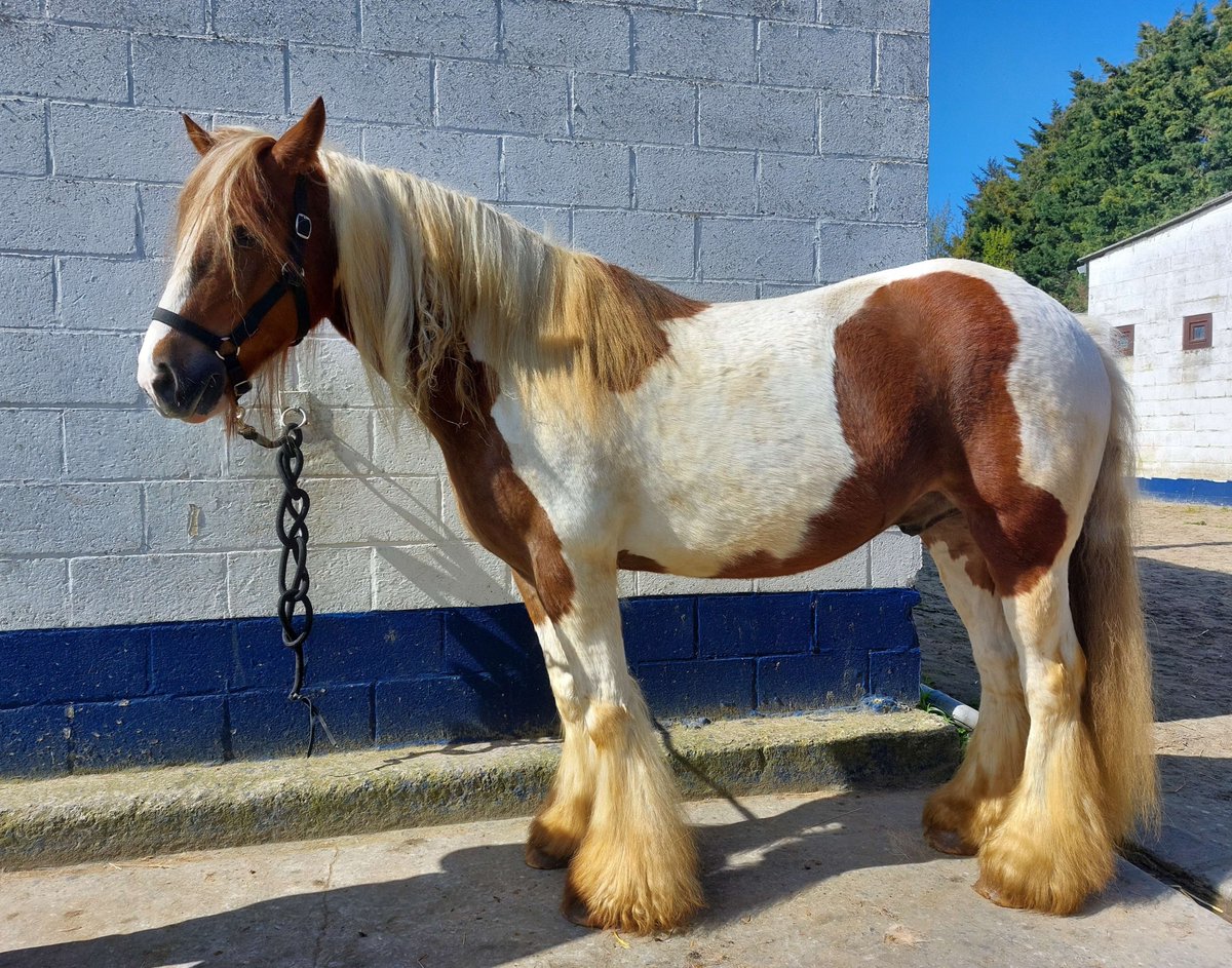 MamanReyes's tweet photo. Mon beau Emrys, iris cob qui aura 8 ans le 10 mai.

#Horses  #irishcob #gypsycob  #animaux  #picoftheday  #pictureoftheday  #photo  #photography  #animaloftheday https://t.co/kNwuqBK1si