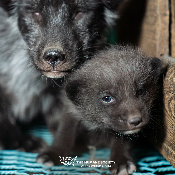 The Humane Society of the United States on Twitter "TAKE ACTION