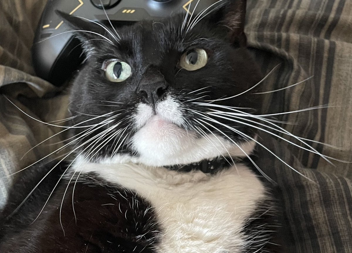 Monday already?  Say it ain’t so! - Malloy

#Cats #CatsOfTwitter #KittyTwitter #Chilltent #Tuxiecats #HedgeWatch