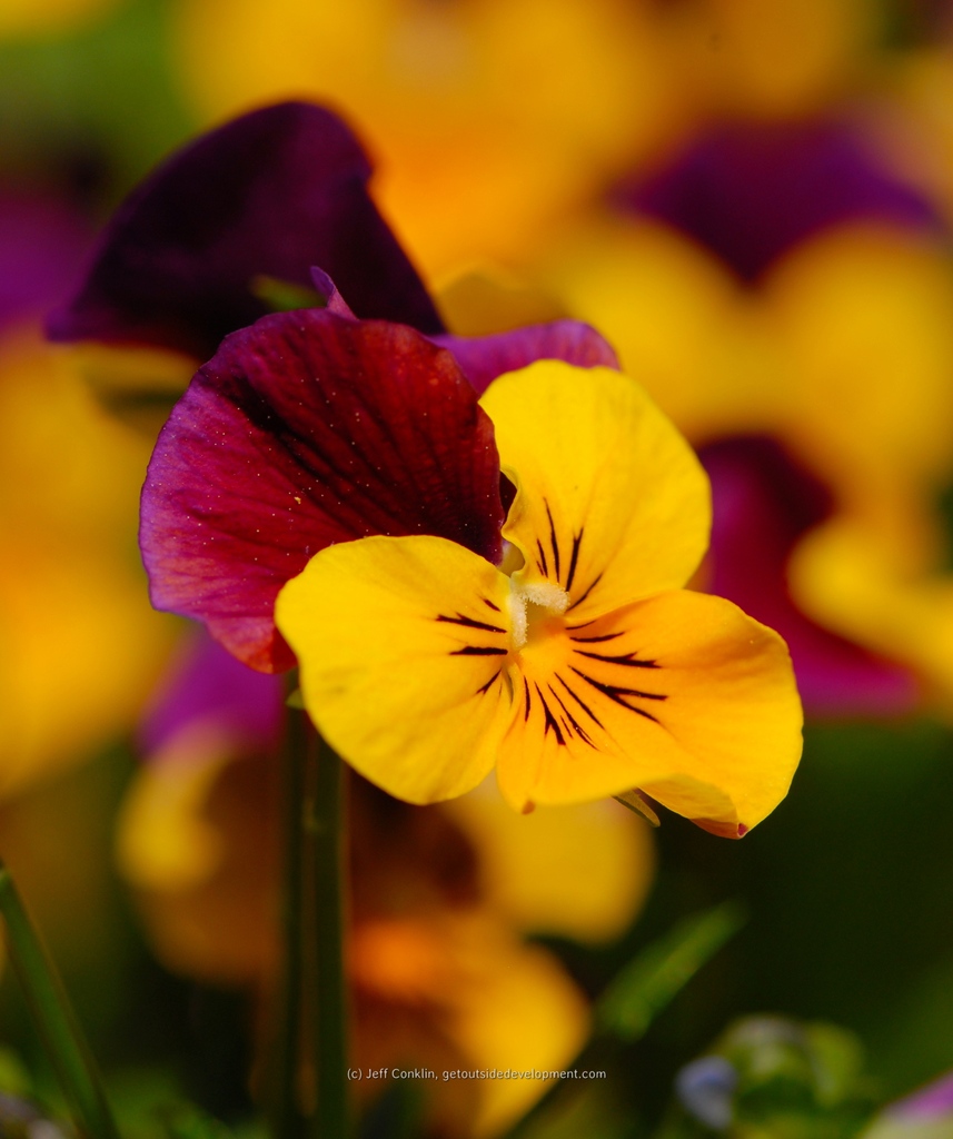GetOutsideNJ's tweet photo. New Post! 28 gardens to visit this spring: https://t.co/sO2MEDd31L
#spring #springflowers #nj #gardens #njgardens #exploringnj #lovethisplace #youshouldvisit https://t.co/gJ3Zck056W