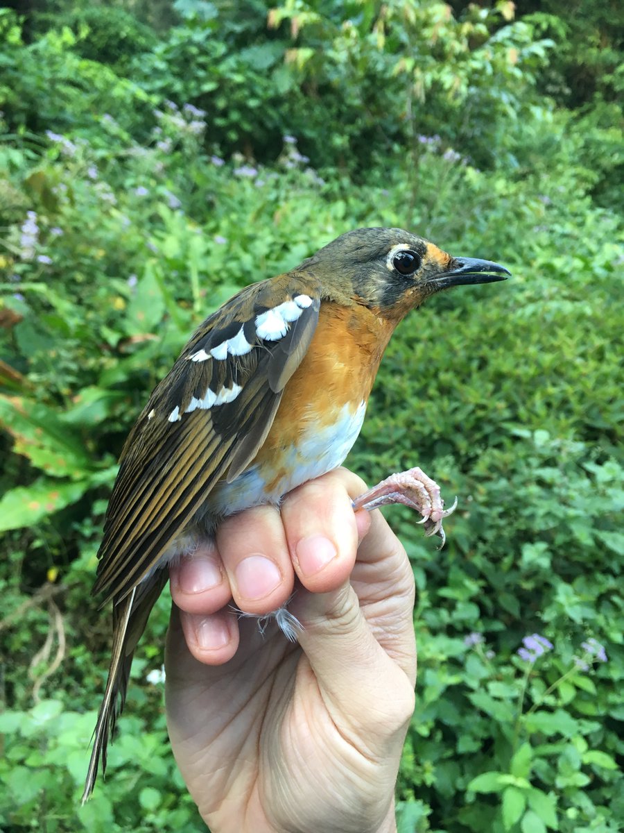 Our new demographic study is now out in #BiologicalConservation. We investigated the combined affects of increasing temperatures and fragmentation on the demographic rates of 24 understory #bird species in the Usambara Mountains of Tanzania!  <a href="/NHMU/">NHMU</a> <a href="/mwtingley/">Morgan Tingley *find me on BlueSky*</a> <a href="/UCLAEEB/">UCLA EEB</a> (1/7)