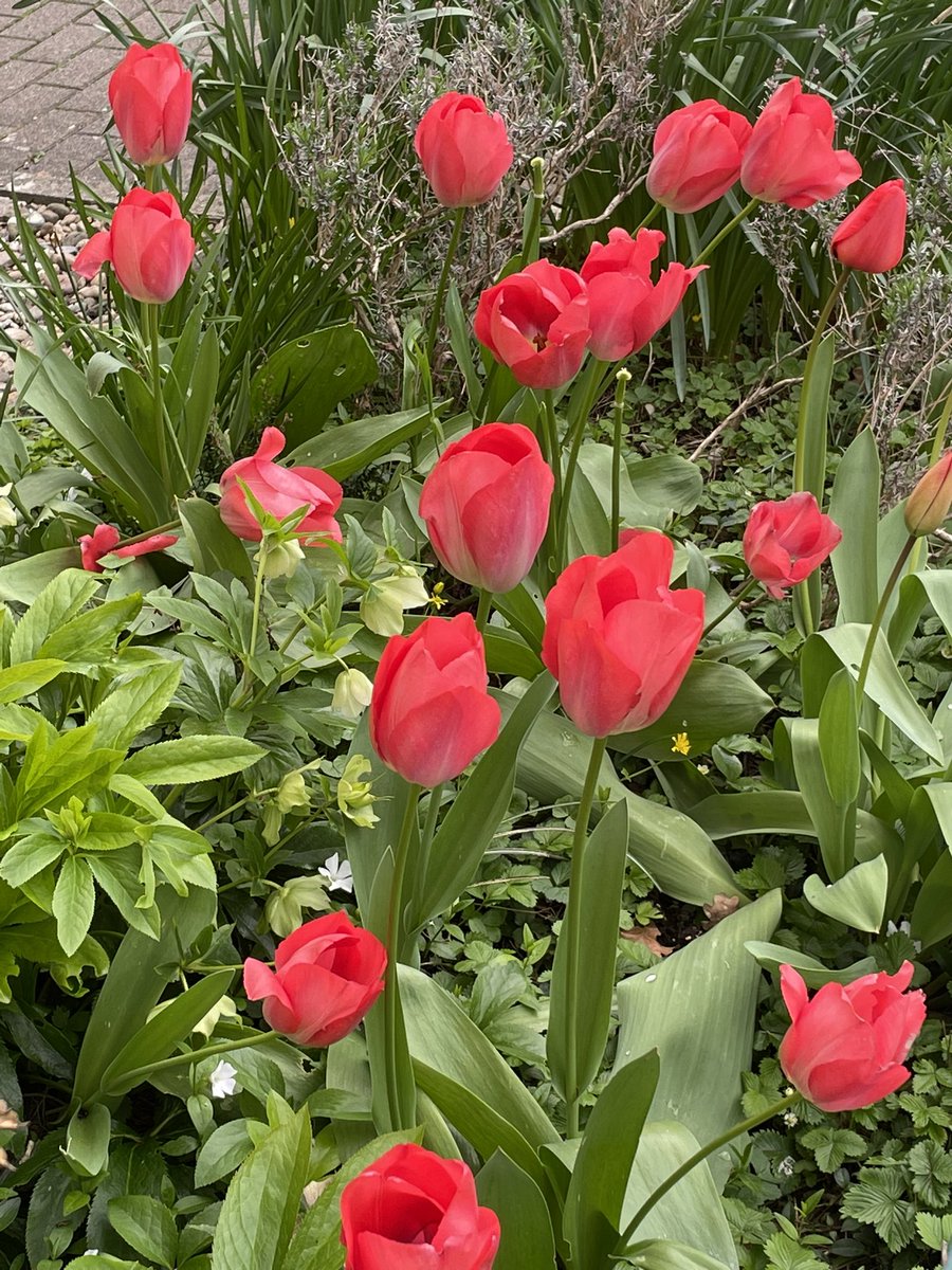 Dossenheim e i suoi tulipani 🌷