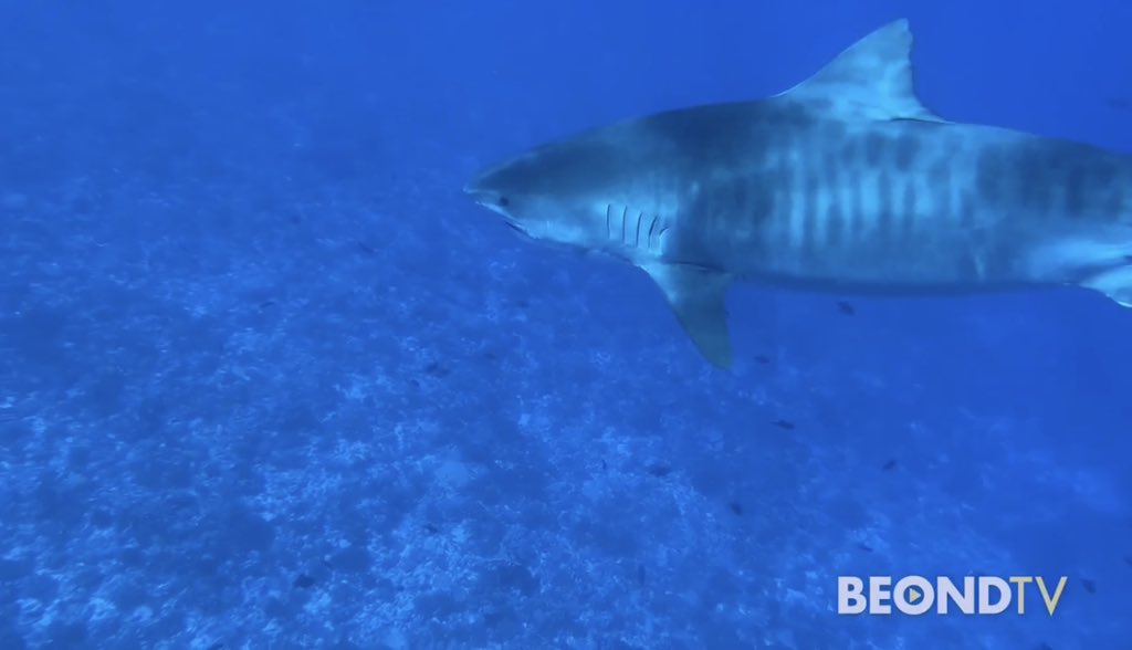 atwjustin's tweet photo. Go behind the scenes of filming an episode of @Discovery @SharkWeek in #tahiti where Kinga Philipps + @DrGuttridge travel by catamaran to uncover the mysteries of the shark populations of @TahitiTourism! ⛵️🦈 #sharkweek #explorethis WATCH: https://t.co/PuTba4mBOH https://t.co/xXVabCmhDH