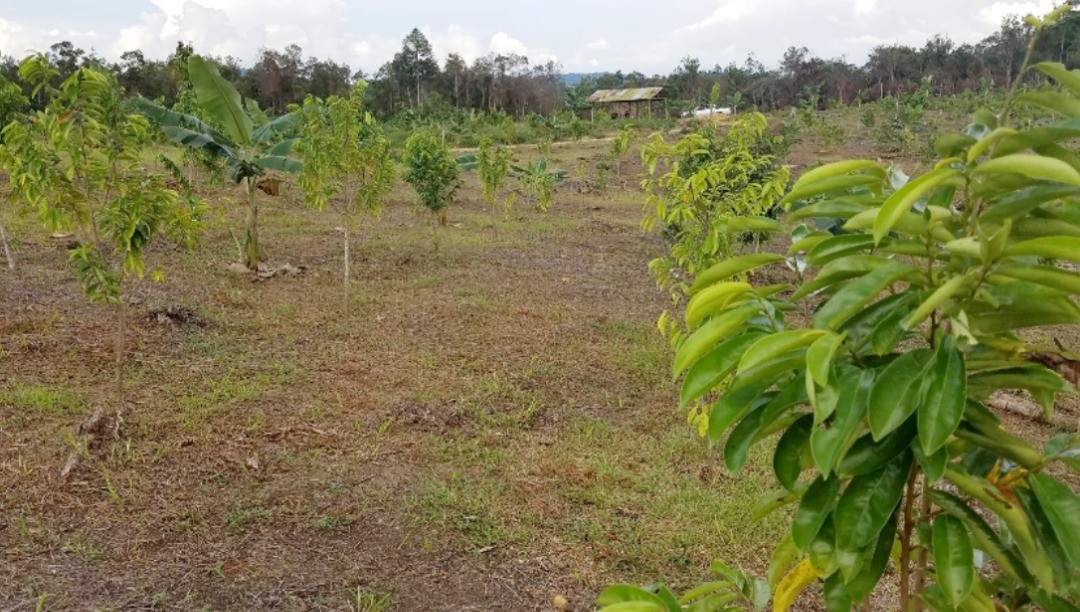 EarthVitamins's tweet photo. When you purchase our products, you are supporting the orphanage, fair trade and other non-profit foundations.

The Soursop also tastes very good! Try our Soursop juice for its sweet succulent nectar taste. 

For more information or to order: https://t.co/6pxsDEqnVs https://t.co/eE5ohFEeSA