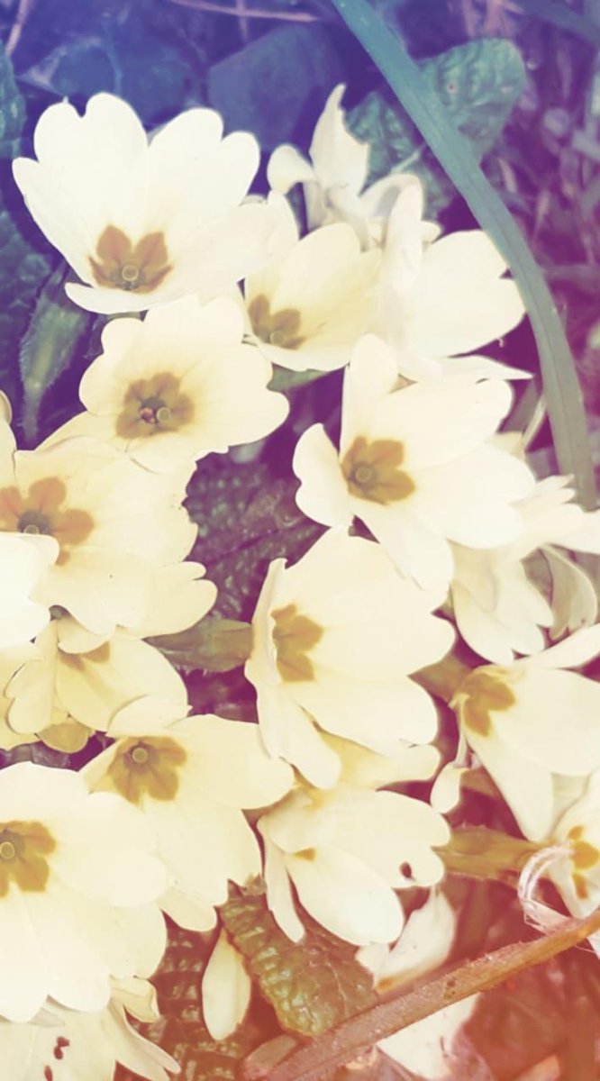 AnaLuciaRivera's tweet photo. A flower doesn't think of competing to the flower next to it... It just blossoms. Be the flower!!! https://t.co/Tt7rmxIe3W