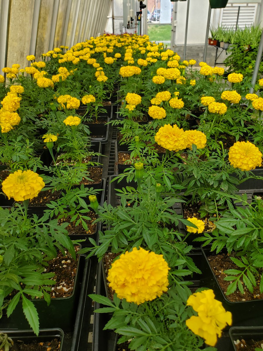 ohs_ncffa's tweet photo. Join us on Saturday, 9am-12pm at OHS Greenhouse for our Spring Farmer's Market! Cash or Check only! https://t.co/vz3QIm5dim