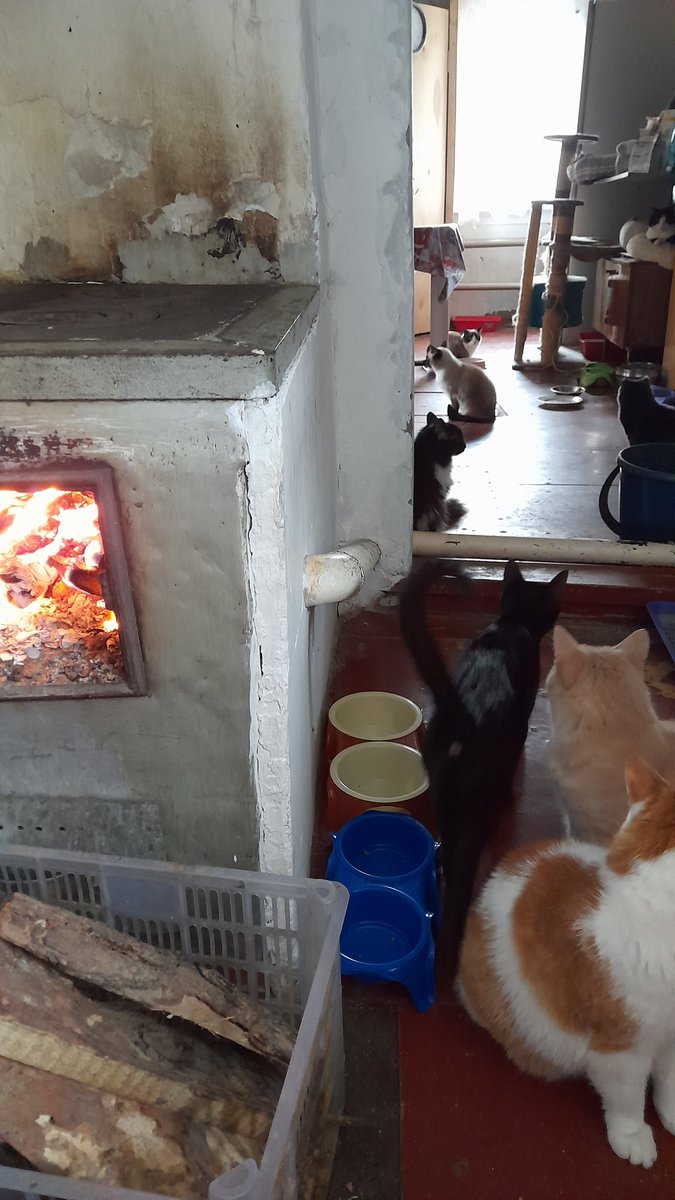 Кошачье Царство 🐈‍⬛🐈‍⬛🐈‍⬛🐈‍⬛🐈‍⬛ on Twitter: "Как холодно на улице стало ...