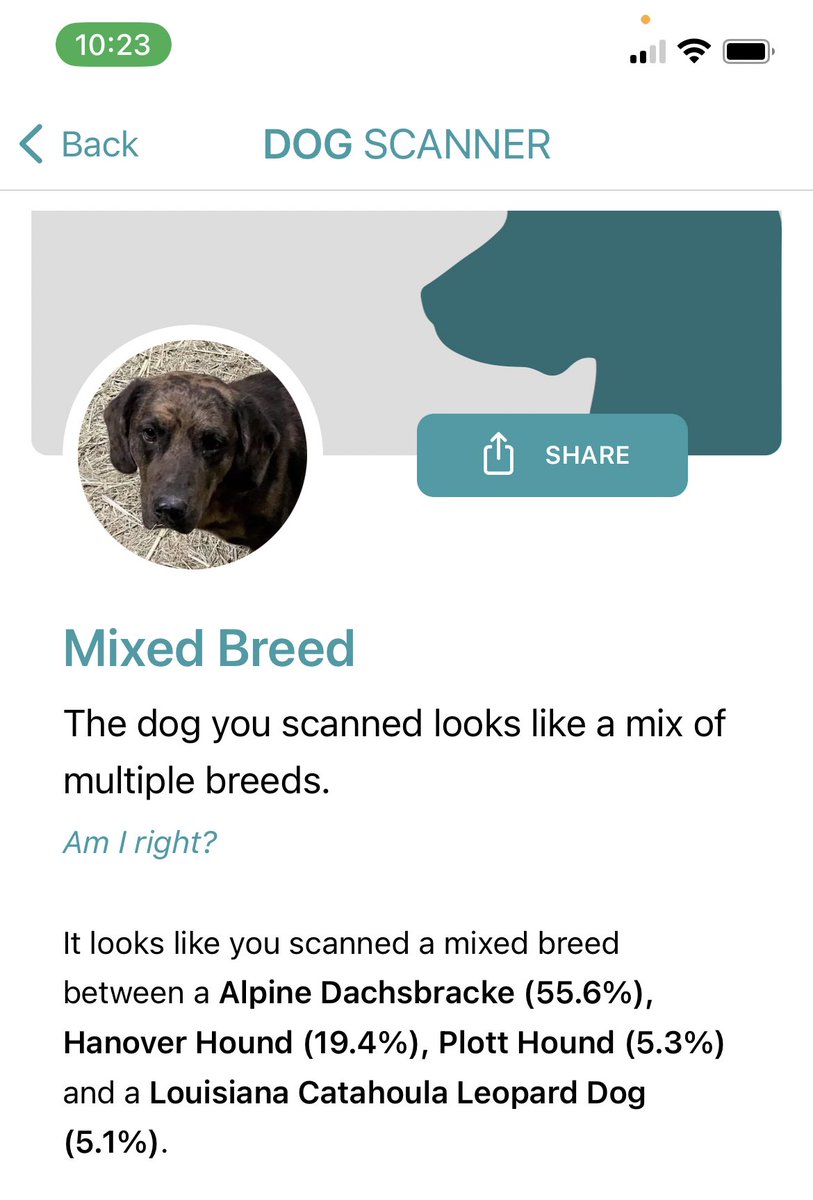 BluebonnetRescu's tweet photo. I just ran Duncan’s photo through the Dog Scanner app, and I don’t mind admitting— I don’t know some of the breeds it suggests. I just called to make his appointment for neuter and vaccinations, and when they asked his breed, I said 🤔 Let’s just call him a Lab mix for now. 🤷‍♀️ https://t.co/KuMlTtEw5E