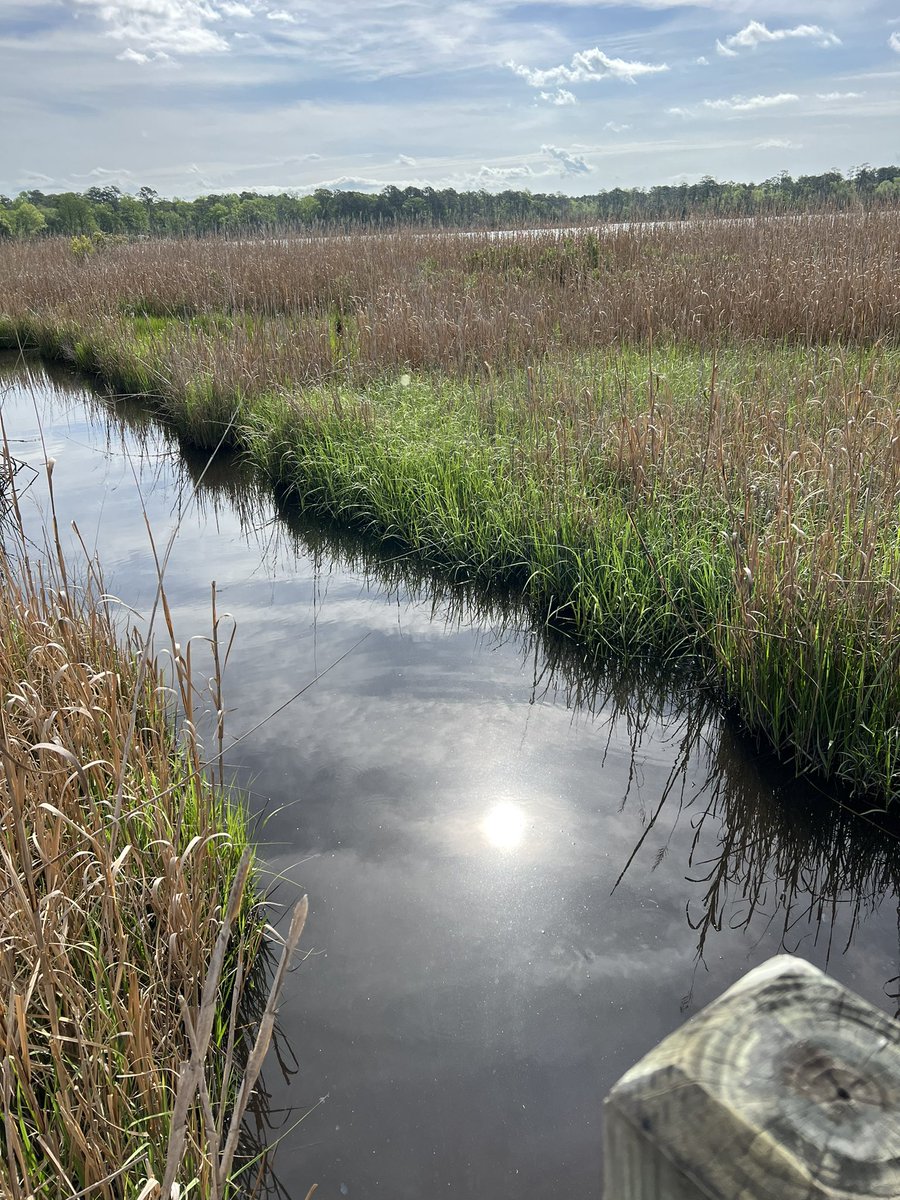 Great day at #SturgeonCity today with 7th grade Gators! Went on a wetlands walk, learned about acids and bases, dissected a squid, and ventured into the Star Lab dome to learn about Space Exploration. <a href="/SBMSPIRATES/">SBMSPIRATES</a>
