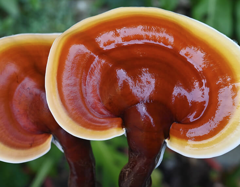 Mushrooms that have shown specific antilung cancer activity. A THREAD