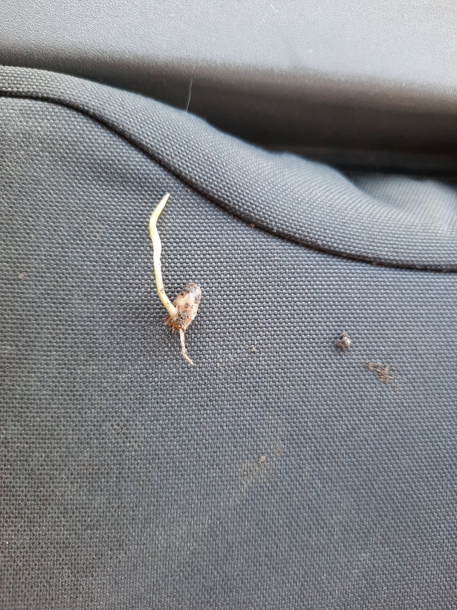 UPDATE, Ultra early Durum seeded Oct 31, 2022. There are a few plants popping out of the ground and most have germinated and are on their way to the surface. <a href="/Agronomydoc/">Brian Beres</a>, #wheat, #durum