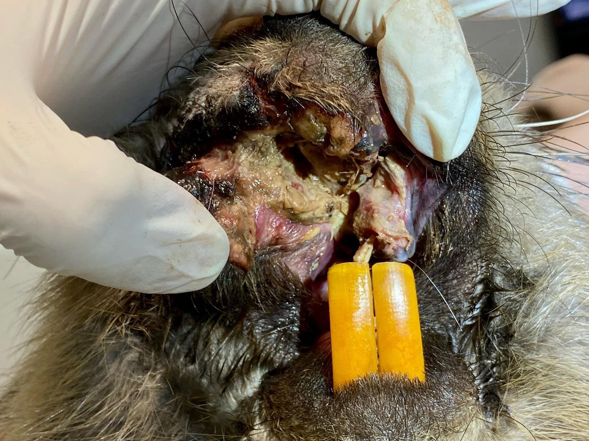 gow_derek's tweet image. This is what a beaver looks like when it's been shot in the face. The bullet broke its front teeth. It would have starved. No control of voluntary agreement with farmers regarding humane destruction who have not returned a single body for PM in last 2 years. This is not humane.