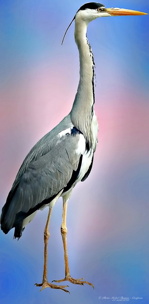 MichelCraipeau's tweet photo. Un héron cendré  du côté du jardin japonais à Nantes .#heron #heroncendre #héroncendré  #oiseau #birds #plumage #avril2023 #2023
Michel Thomas / Craipeau a partagé une photo avec vous depuis l'application Flickr ! Découvrez par vous-même : 
https://t.co/CoWNIV94hf https://t.co/0mFjdBA4Tj